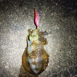 とりあえずアオリ12回目