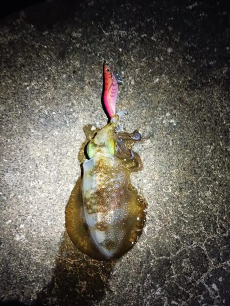 とりあえずアオリ12回目