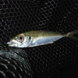 小アジ好調キープ