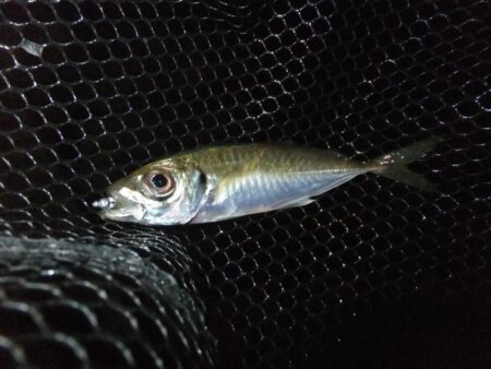 小アジ好調キープ