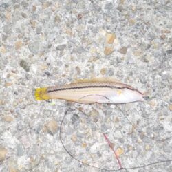 投げ釣り第2戦〜平磯海釣り公園〜