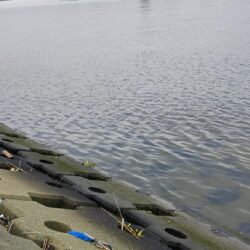 マゴチ、メッキ、ソゲ