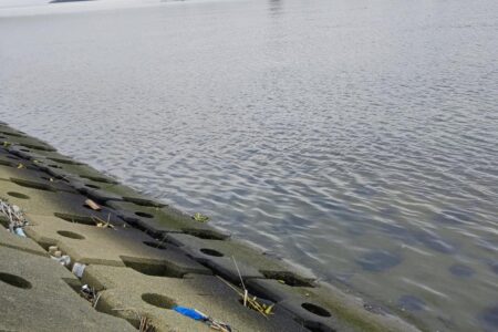 マゴチ、メッキ、ソゲ