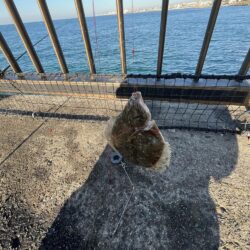 アジュール舞子埋蔵金レベル１