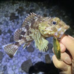 終盤アコウ、良型捕獲。