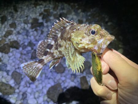 終盤アコウ、良型捕獲。