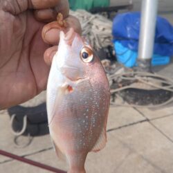 東二見の落ちギス調査