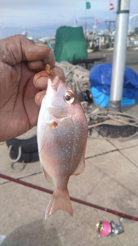 東二見の落ちギス調査