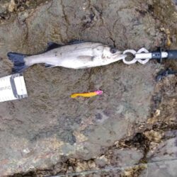 12月になっても、シーバス活性高い。