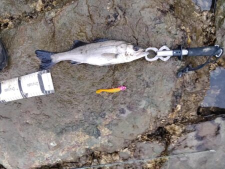 12月になっても、シーバス活性高い。