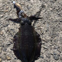 エギは釣れます。