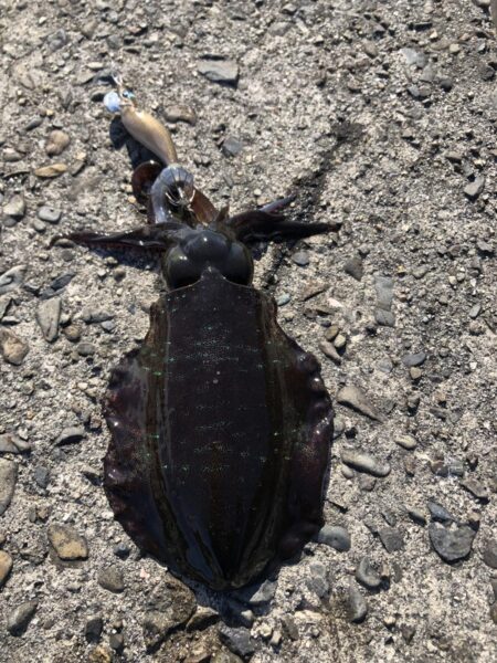 エギは釣れます。