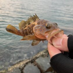 白杉ライトショアジギング