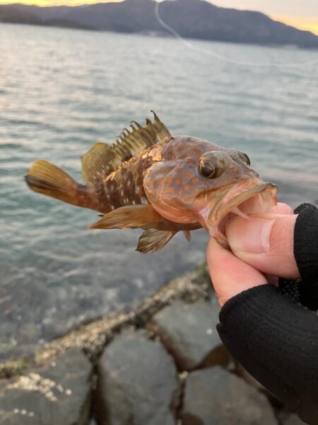 白杉ライトショアジギング