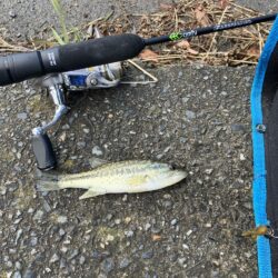 続 湖西漁港小バス祭り