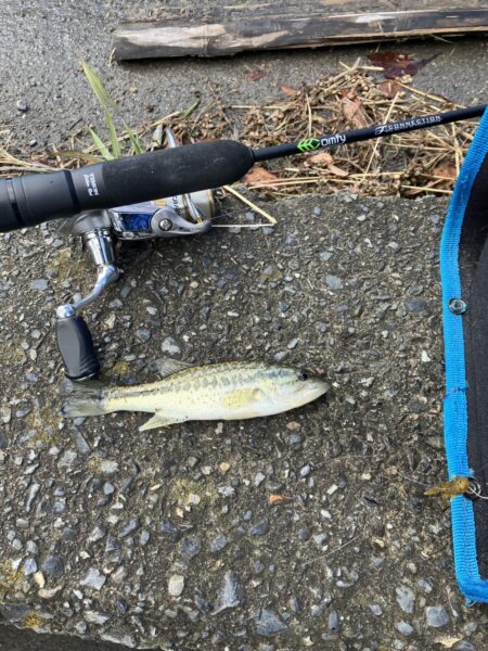 続 湖西漁港小バス祭り
