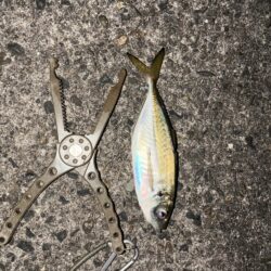 久しぶりの投稿