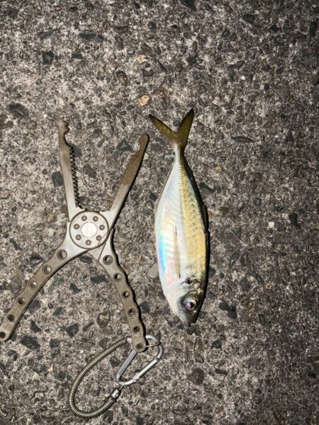 久しぶりの投稿