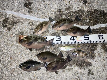 デジタルデトックス釣行