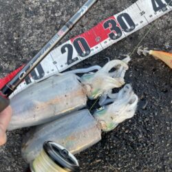 2025 佐渡ヶ島エギング Vol.62【11月30日】