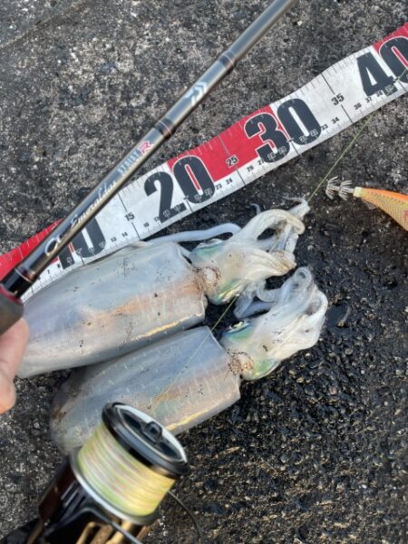 2025 佐渡ヶ島エギング Vol.62【11月30日】