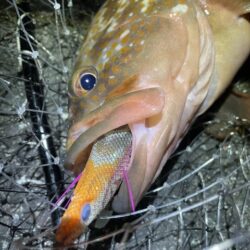 2025 佐渡ヶ島エギング Vol.63【…