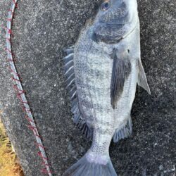 イチノ兄弟、釣果！