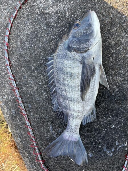 イチノ兄弟、釣果！