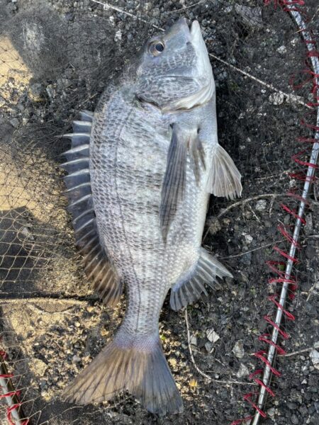 イチノ兄弟、釣果!