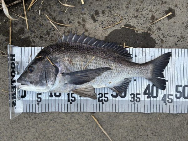 イチノ兄弟、釣果!