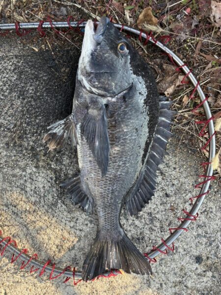 イチノ兄弟、釣果!