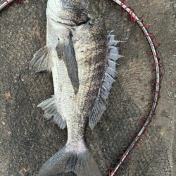 イチノ兄弟、釣果！