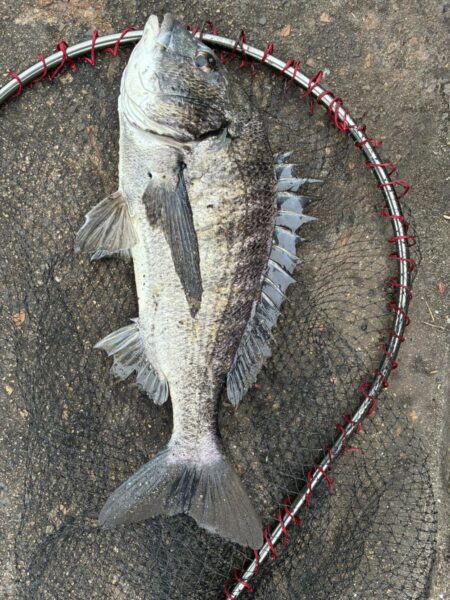 イチノ兄弟、釣果！