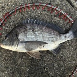 イチノ兄弟、釣果!