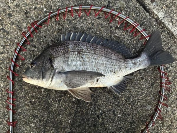 イチノ兄弟、釣果!