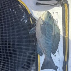 フカセ第2戦〜大蔵海岸〜グレ絶好調