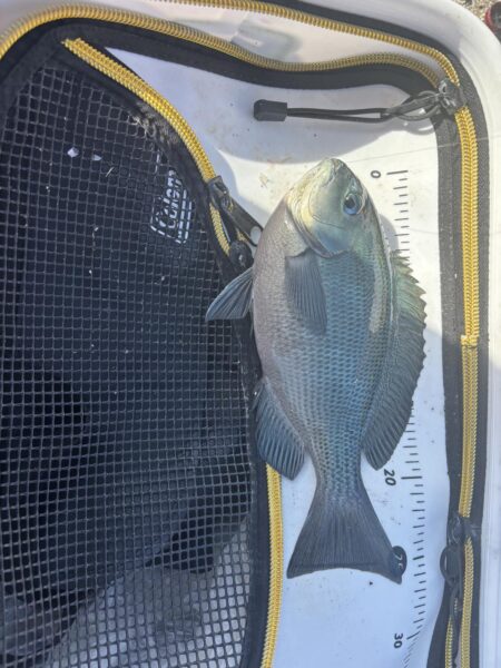 フカセ第2戦〜大蔵海岸〜グレ絶好調