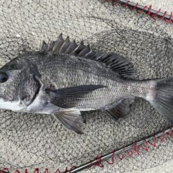 イチノ兄弟、釣果！