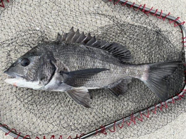 イチノ兄弟、釣果！