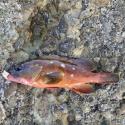 アジを釣りイカを釣る