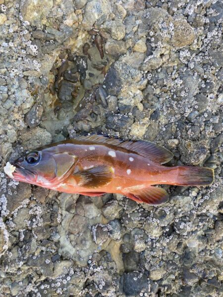 アジを釣りイカを釣る