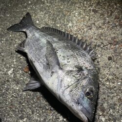 今年最後のチニング