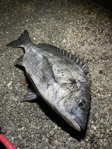 今年最後のチニング