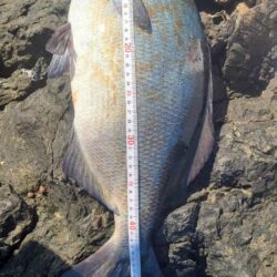 和歌山串本でグレ釣り