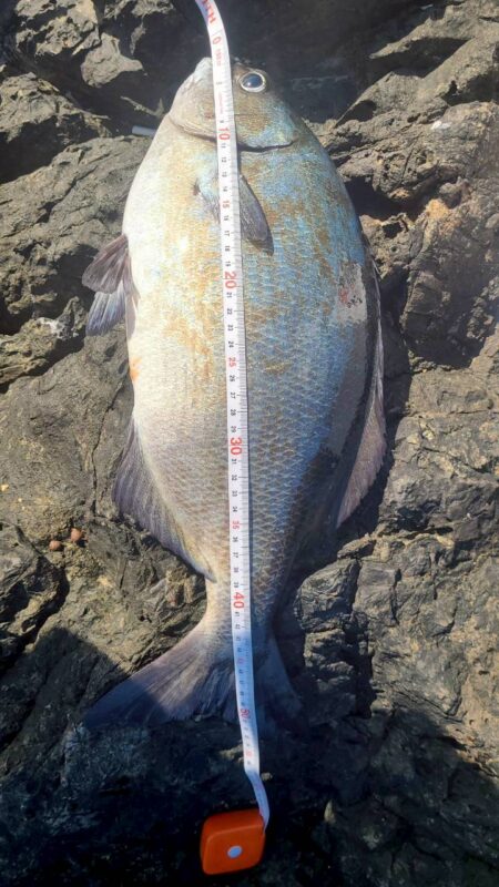 和歌山串本でグレ釣り