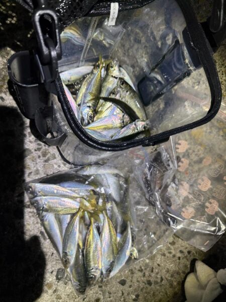 釣り納めアジング‼️