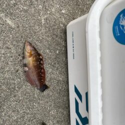 2日連続アコウ40cmオーバーのシロギスタ