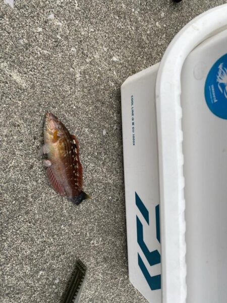 2日連続アコウ40cmオーバーのシロギスタ