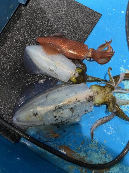 ティップランでイカ三昧