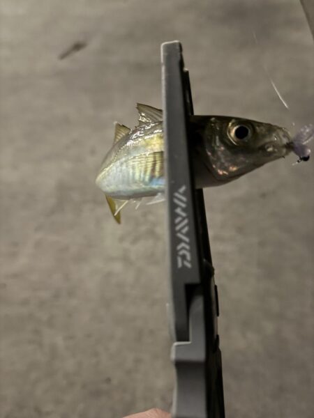 メバル調査からのアジング